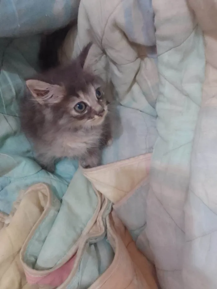 Gato ra a Srd idade 2 a 6 meses nome ..