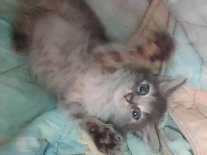 Gato ra a Srd idade 2 a 6 meses nome ..