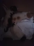 Noite, Lua e Francis