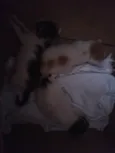 Noite, Lua e Francis