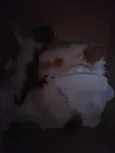 Noite, Lua e Francis