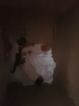 Noite, Lua e Francis
