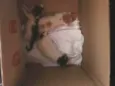 Noite, Lua e Francis