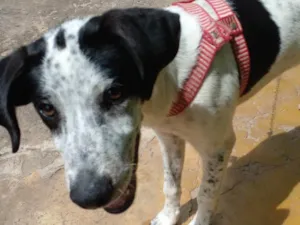 Cachorro raça SRD-ViraLata idade 2 a 6 meses nome Lobo