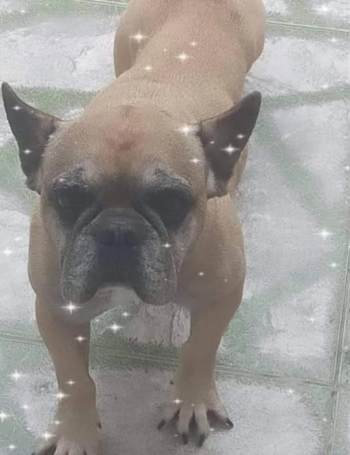 Cachorro ra a Bull dog frances idade 6 ou mais anos nome Betoven