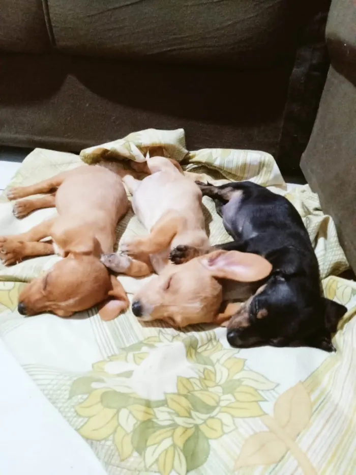 Cachorro ra a SRD-ViraLata idade 2 a 6 meses nome Poodle com basset