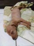 Poodle com basset