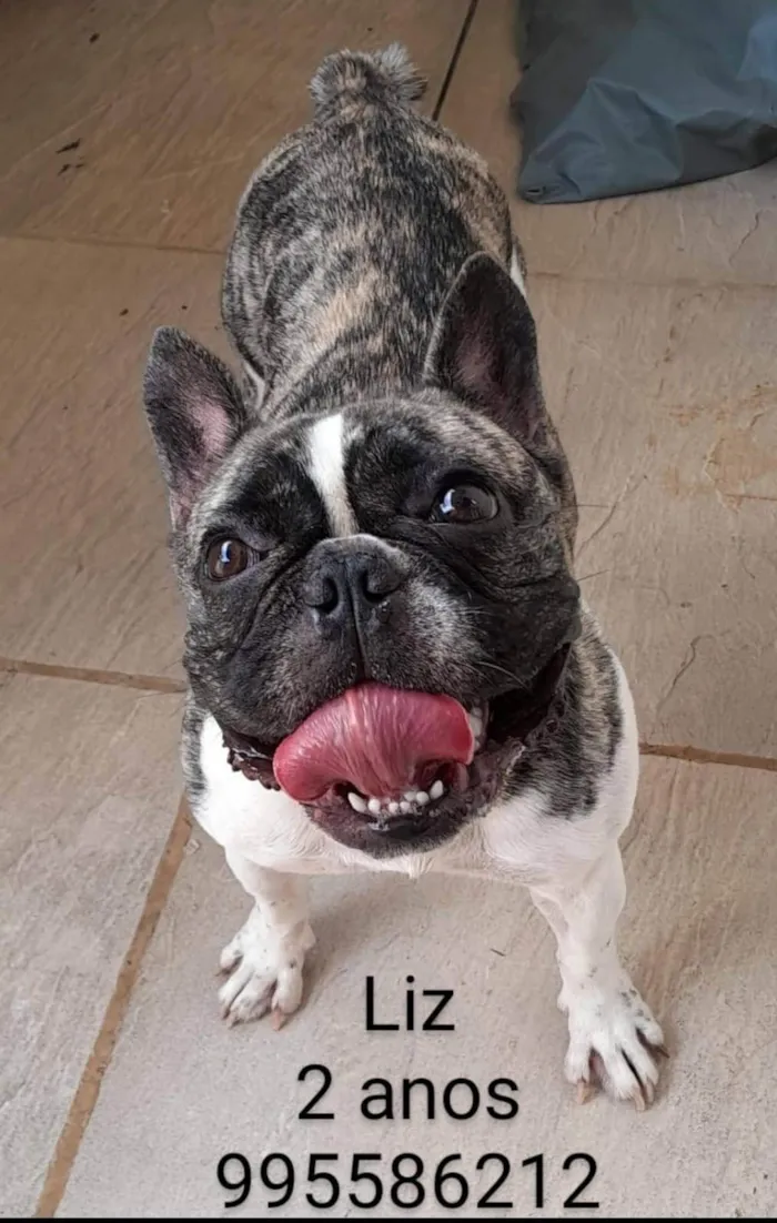 Cachorro ra a Bull dog frances idade 2 anos nome Liz