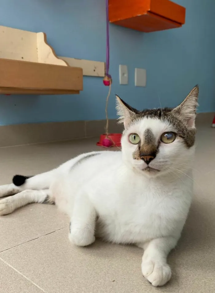 Gato ra a SRD-ViraLata idade 2 anos nome Adan