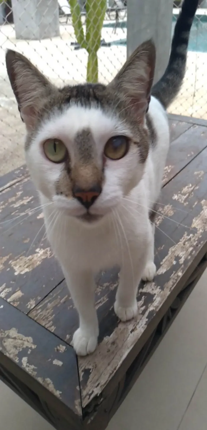 Gato ra a SRD-ViraLata idade 2 anos nome Adan