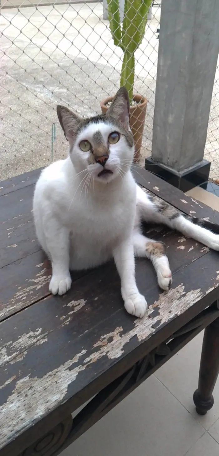 Gato ra a SRD-ViraLata idade 2 anos nome Adan