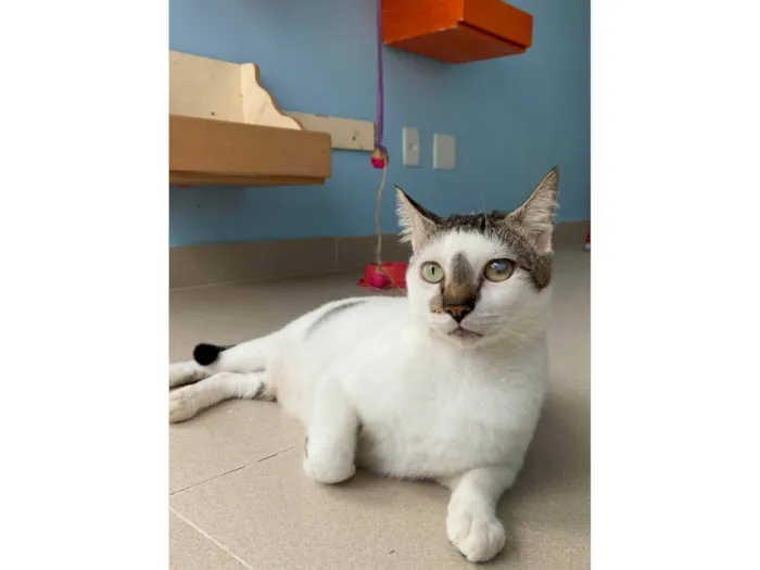 Gato ra a SRD-ViraLata idade 2 anos nome Adan