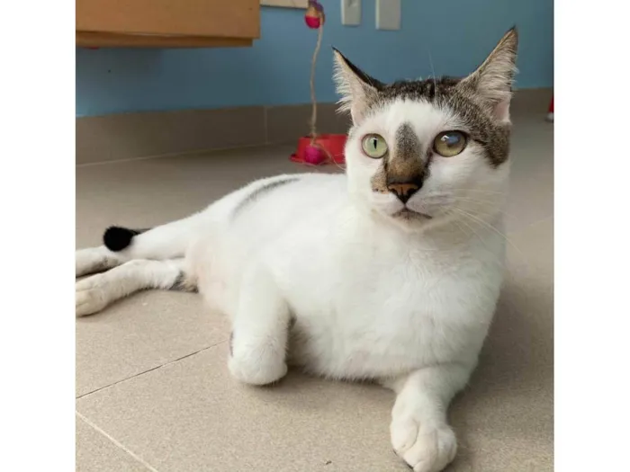 Gato ra a SRD-ViraLata idade 2 anos nome Adan