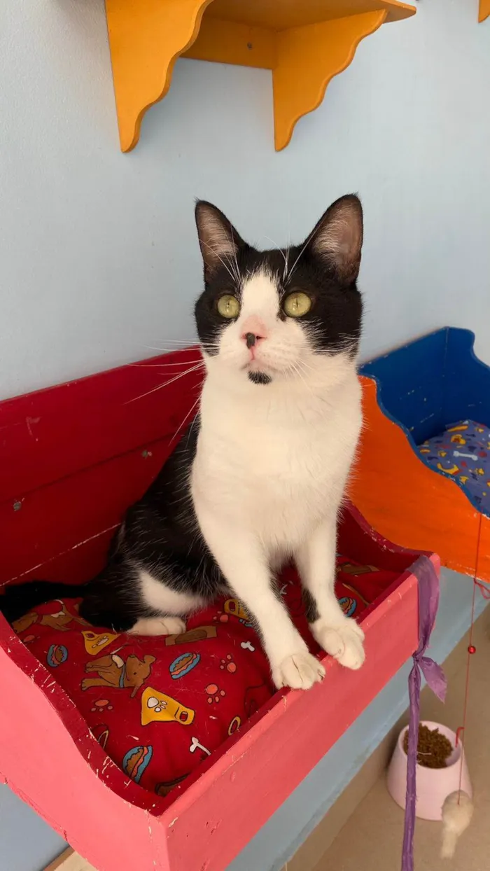 Gato ra a SRD-ViraLata idade 1 ano nome Chaplin 