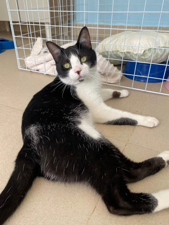 Gato ra a SRD-ViraLata idade 1 ano nome Chaplin 
