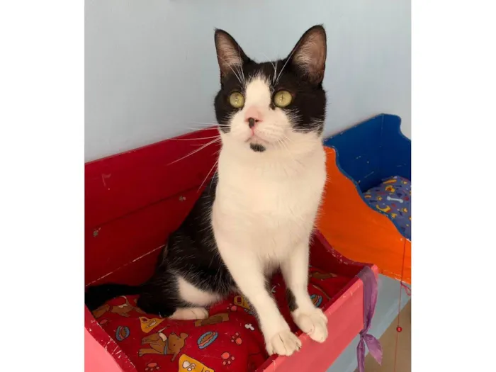 Gato ra a SRD-ViraLata idade 1 ano nome Chaplin 