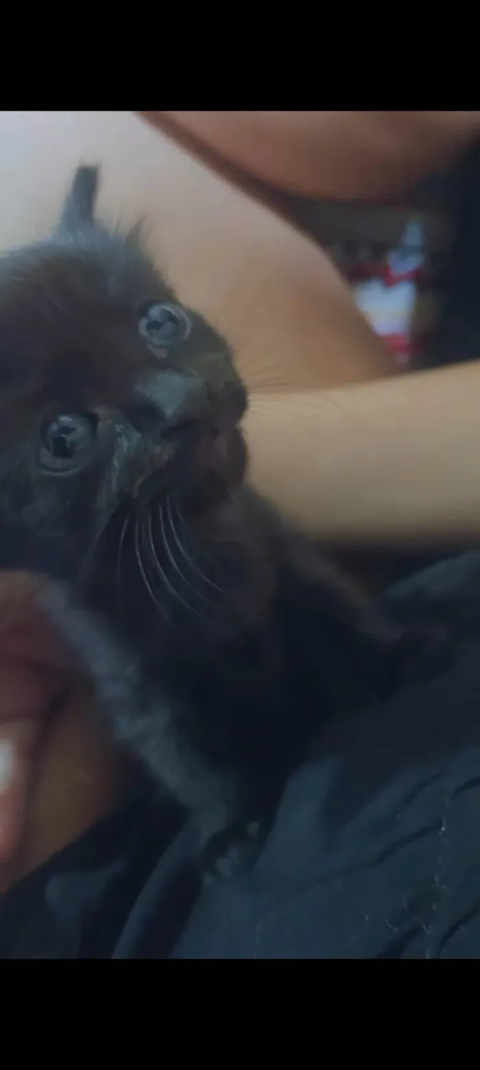 Gato ra a Mista  idade 2 a 6 meses nome Não tem nome 