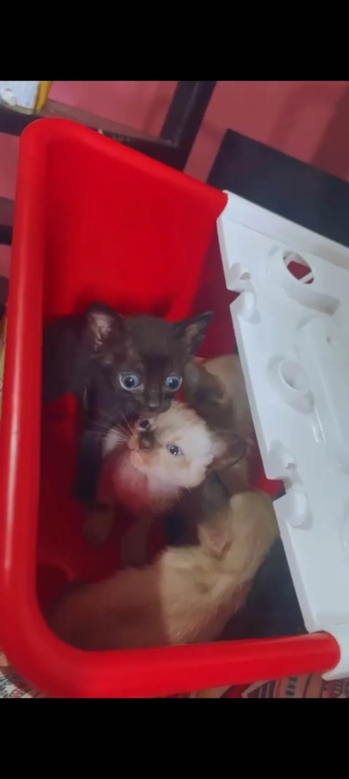 Gato ra a Mista  idade 2 a 6 meses nome Não tem nome 