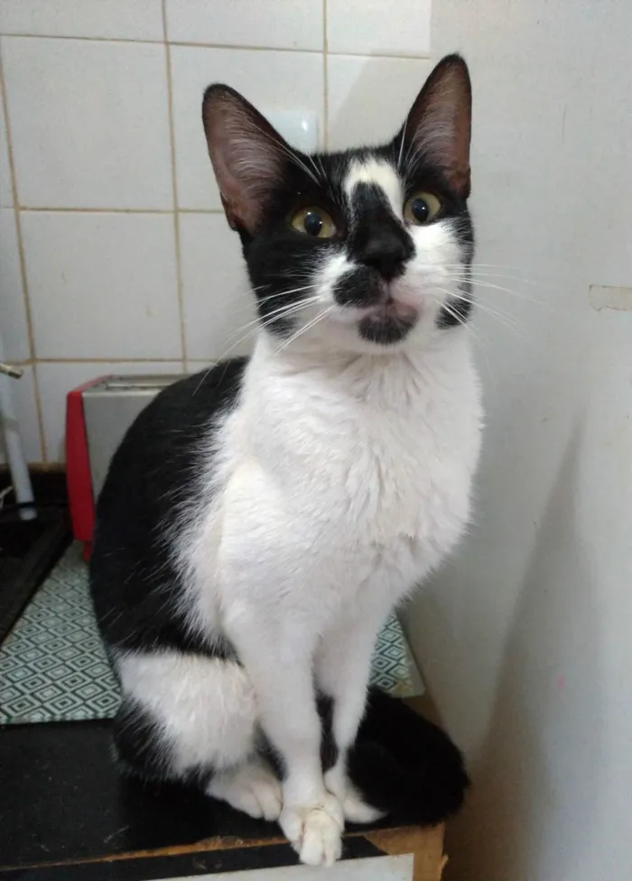 Gato ra a SRD-ViraLata idade 1 ano nome Celina 