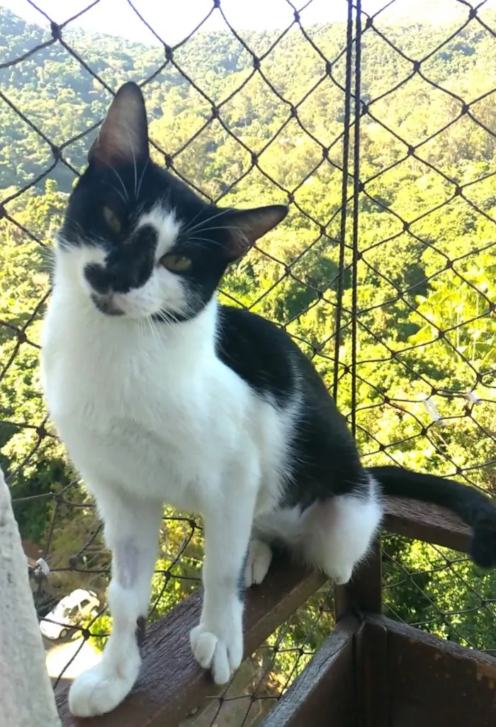 Gato ra a SRD-ViraLata idade 1 ano nome Celina 
