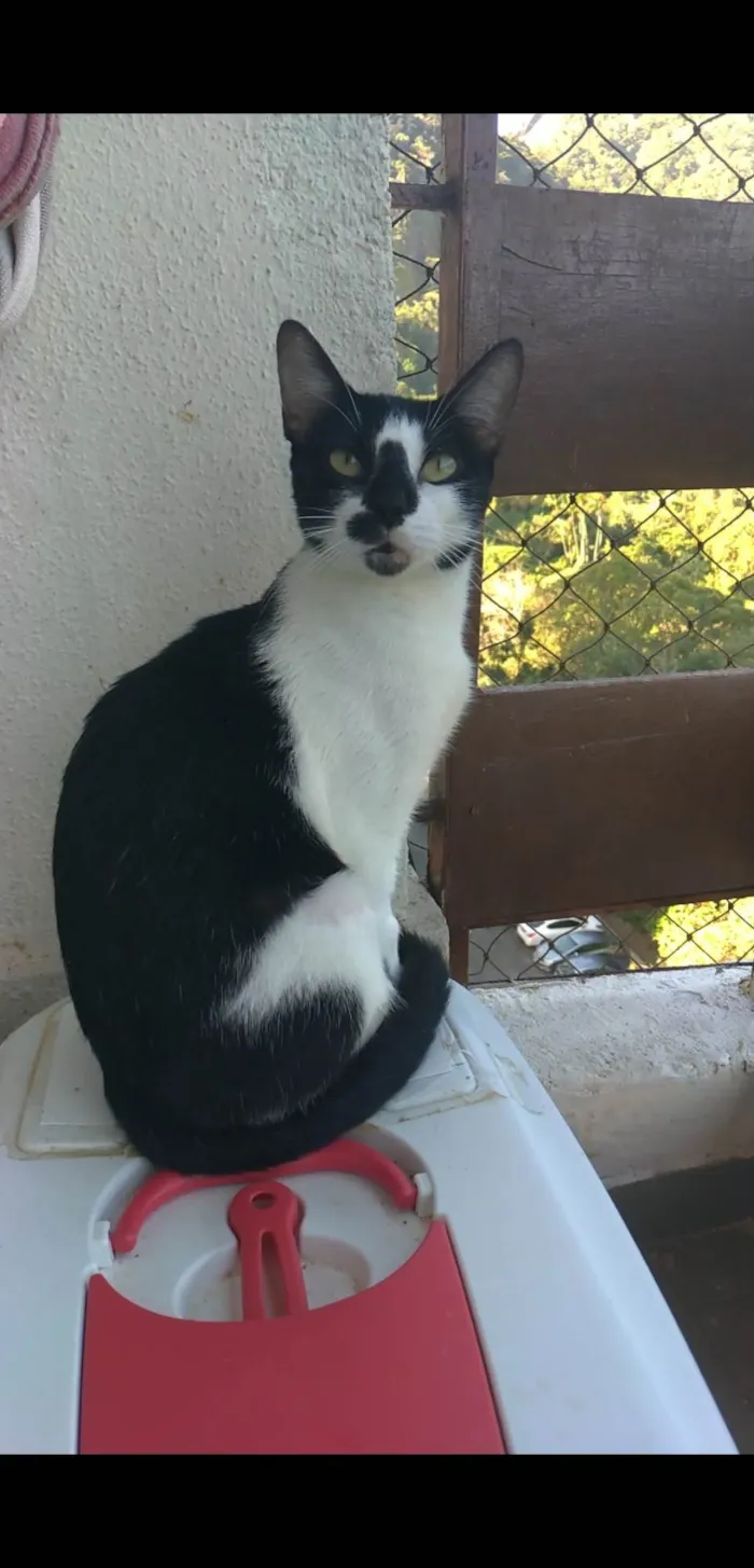 Gato ra a SRD-ViraLata idade 1 ano nome Celina 