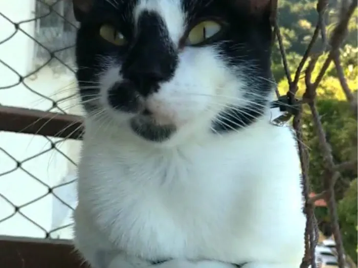 Gato ra a SRD-ViraLata idade 1 ano nome Celina 
