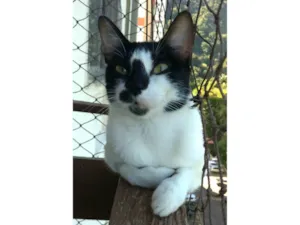 Gato raça SRD-ViraLata idade 1 ano nome Celina 