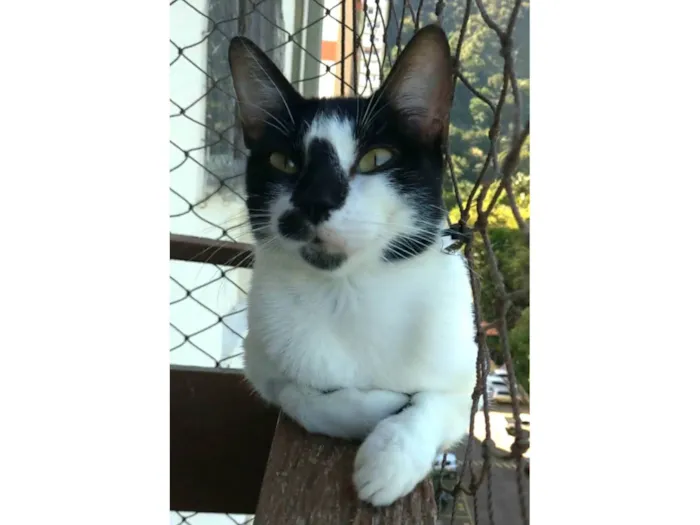 Gato ra a SRD-ViraLata idade 1 ano nome Celina 