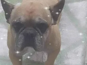 Cachorro raça Bull dog frances idade 6 ou mais anos nome Betoven