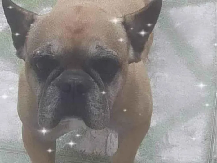 Cachorro ra a Bull dog frances idade 6 ou mais anos nome Betoven