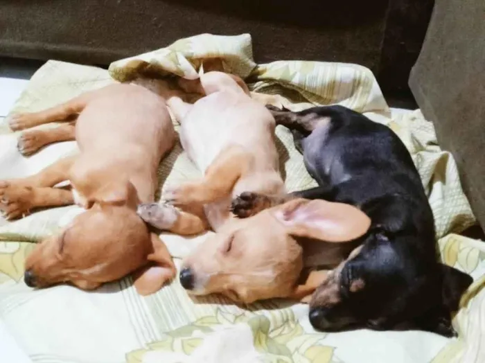 Cachorro ra a SRD-ViraLata idade 2 a 6 meses nome Poodle com basset