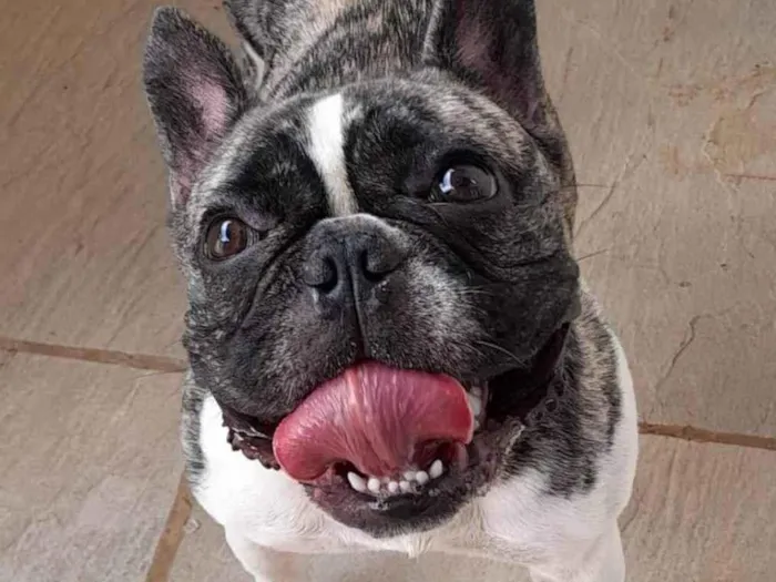 Cachorro ra a Bull dog frances idade 2 anos nome Liz
