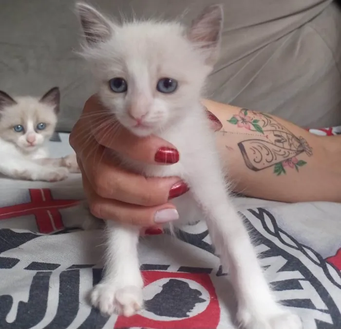 Gato ra a SRD-ViraLata idade 2 a 6 meses nome Sem nome