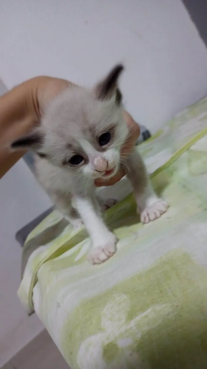 Gato ra a SRD-ViraLata idade 2 a 6 meses nome Sem nome