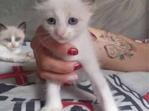 Gato raça SRD-ViraLata idade 2 a 6 meses nome Sem nome