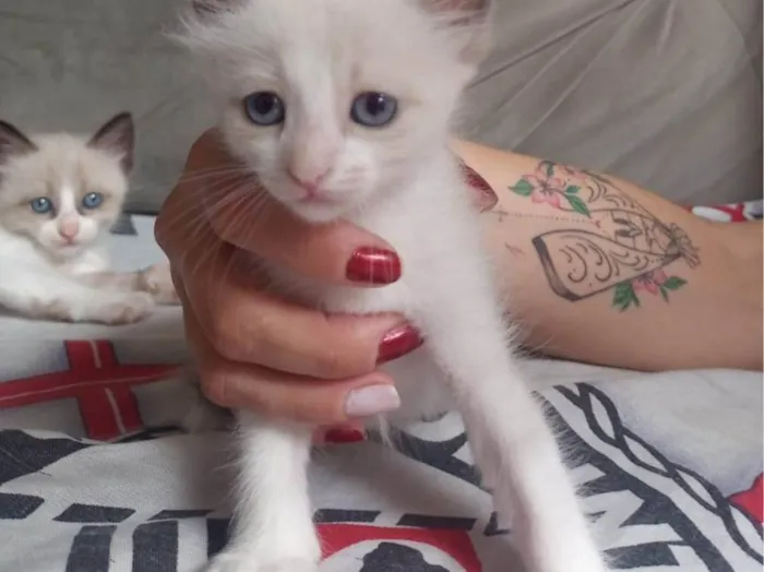 Gato ra a SRD-ViraLata idade 2 a 6 meses nome Sem nome