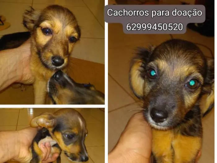 Cachorro ra a Sem raça  idade 2 a 6 meses nome Sem nomes ...