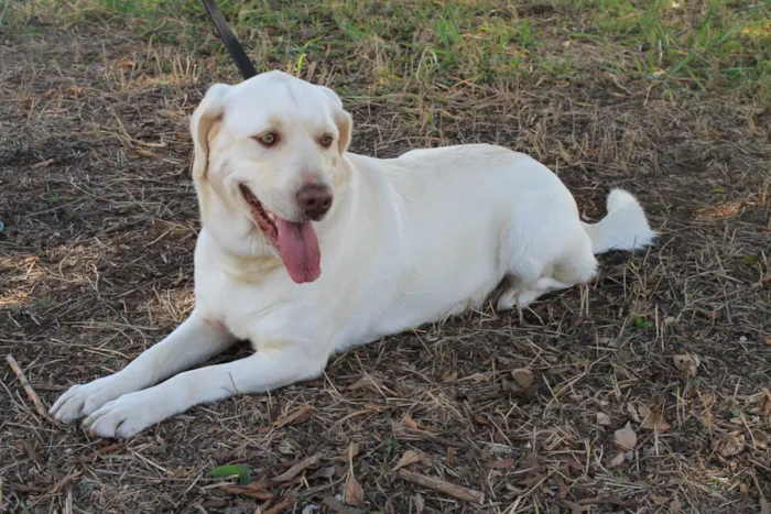 Cachorro ra a Labrador  idade 6 ou mais anos nome Maya