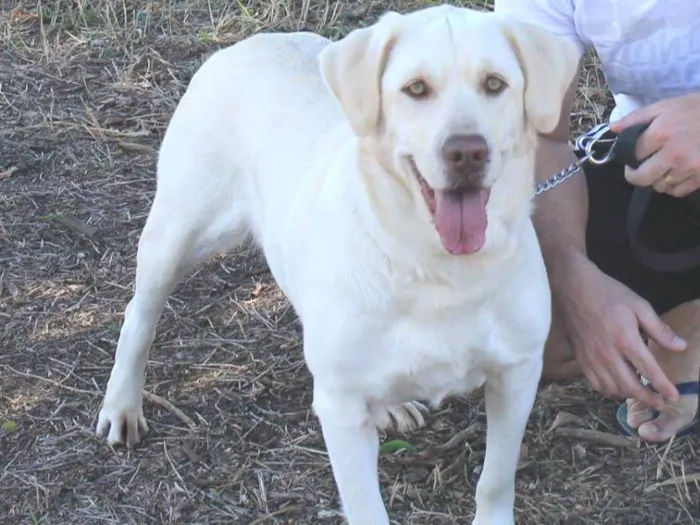 Cachorro ra a Labrador  idade 6 ou mais anos nome Maya