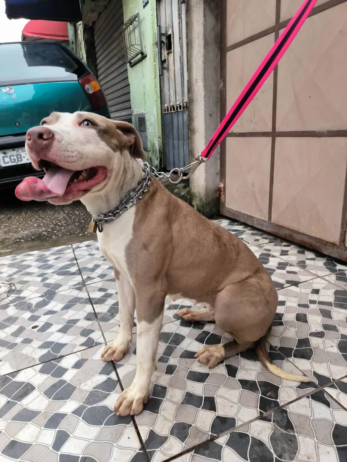 Cachorro ra a Pit-Bull idade 7 a 11 meses nome Arista 