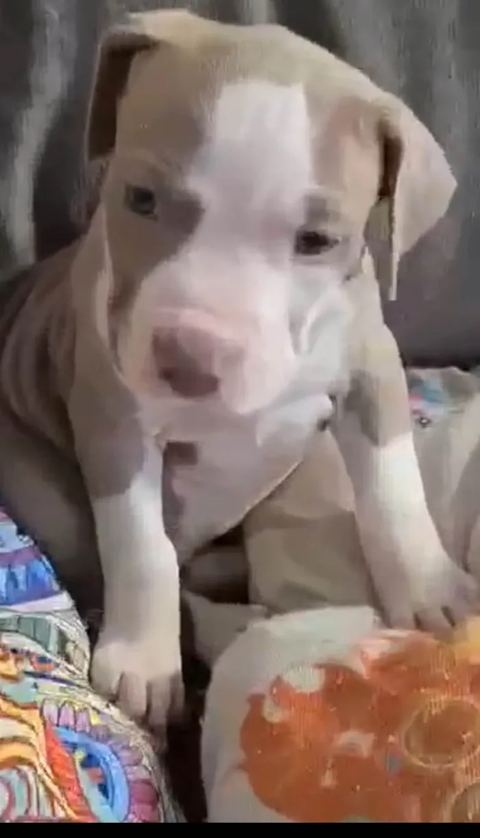 Cachorro ra a Pit-Bull idade 7 a 11 meses nome Arista 