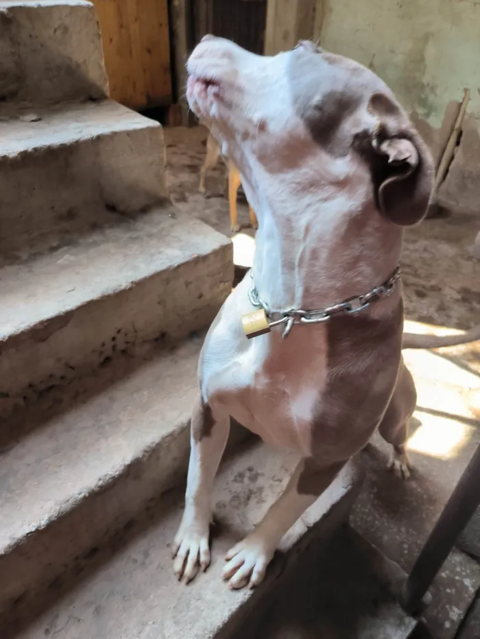 Cachorro ra a Pit-Bull idade 7 a 11 meses nome Arista 