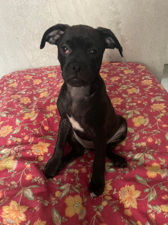 Gato ra a Mista  idade 2 a 6 meses nome Não tem nome 
