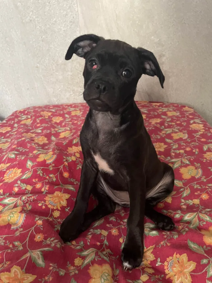 Gato ra a Mista  idade 2 a 6 meses nome Não tem nome 