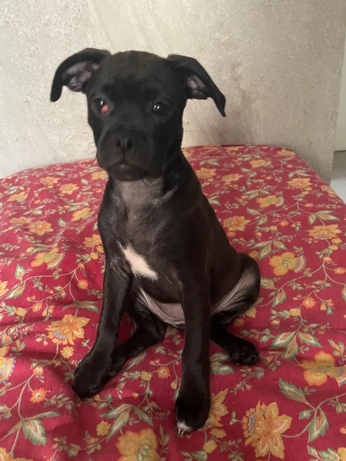 Gato ra a Mista  idade 2 a 6 meses nome Não tem nome 