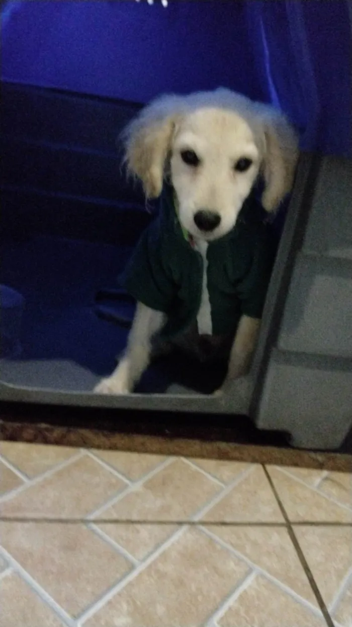 Cachorro ra a SRD  idade 2 a 6 meses nome Jorge 