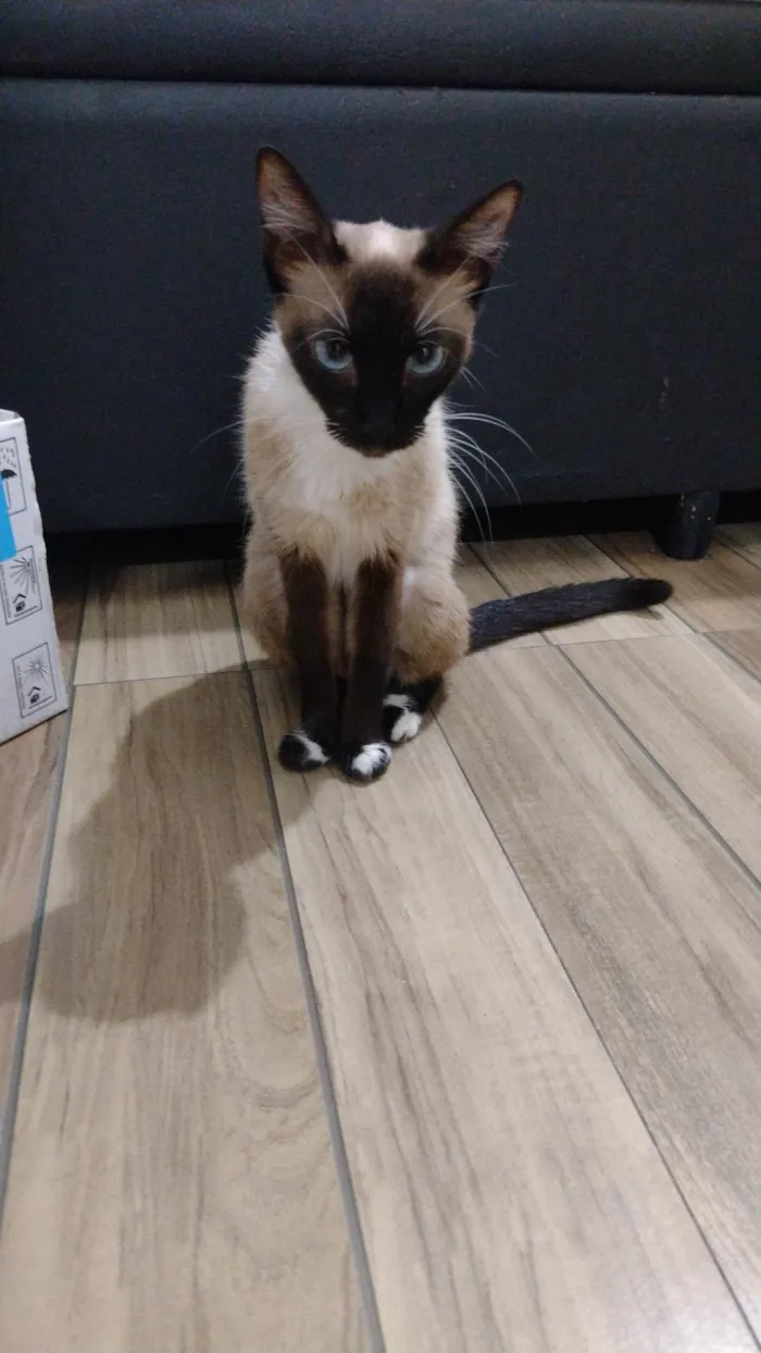 Gato ra a Siamês  idade 1 ano nome Lua