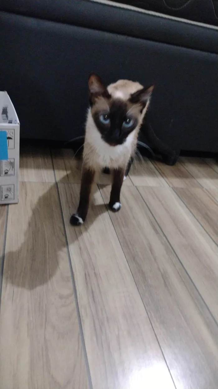 Gato ra a Siamês  idade 1 ano nome Lua