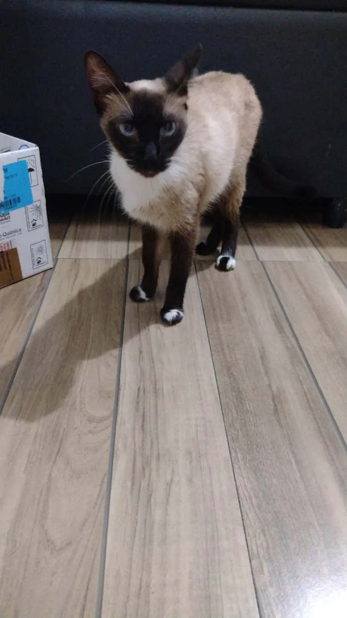 Gato ra a Siamês  idade 1 ano nome Lua