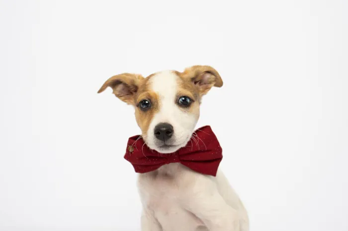Cachorro ra a SRD-ViraLata idade Abaixo de 2 meses nome Theodore